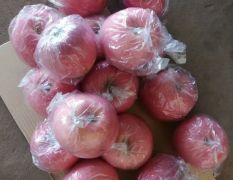 现有300万斤红富士膜袋苹果大量出库，各种包装都