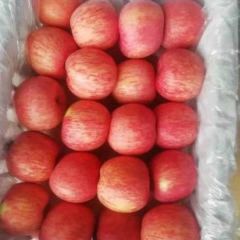 陕西冰糖心红富士苹果批发