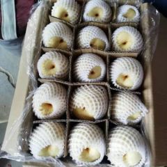陕西贡梨批发，陕西酥梨基地价格
