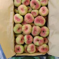 陕西早熟毛蟠桃批发早瑞蟠桃批发