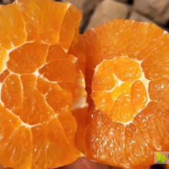奉节脐橙皮薄纯甜无渣