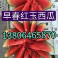 山东潍坊2K西瓜产地直供