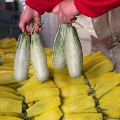 羊角蜜博洋61甜瓜