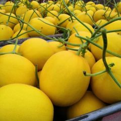 瑞红香瓜白肉脆甜 对接商超和批发市场客户