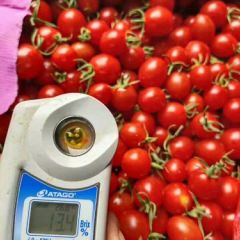 樱桃玲珑小番茄88圣女果