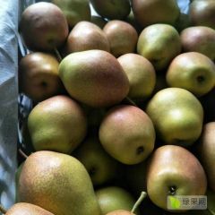 蒲城红香酥梨，现采现摘，产地直供