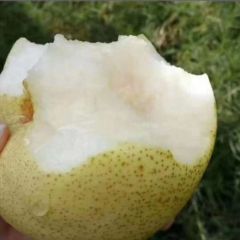 蒲城酥梨大量供货，现在热销中，产地直发