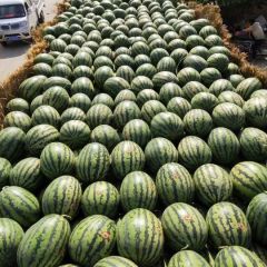 蒲城甜王西瓜，糖度高，毛皮好，产地直销一条龙服务