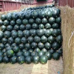 供应黑皮无籽西瓜，产地直销，量大从优，毛皮好 个头大