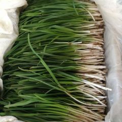 新鲜自家种植天然大棚韭菜