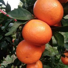 广西桂林沃柑大量热销，沃柑价格