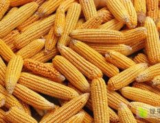 甘肃靖远优质粮玉米大量上市，价格稳定，量大从优