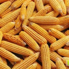 甘肃靖远优质粮玉米大量上市，价格稳定，量大从优