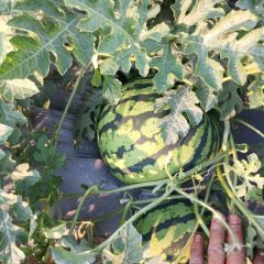 欢迎各位西瓜老板下来看 勐腊县甜王西瓜