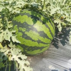 云南西瓜陆续上市