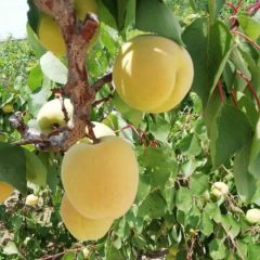 大个头金寿杏子批发