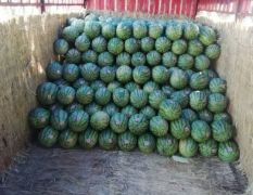陜西大棚金城5號(hào)西瓜批發(fā)