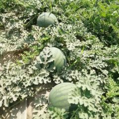 陕西大棚花皮无子西瓜产地