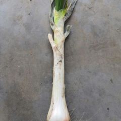 产地直销优质鸡腿大葱