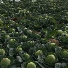 湖北嘉鱼斯特丹甘蓝大量走货