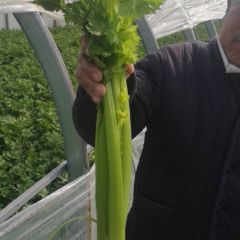 精品芹菜1千亩，大量供应