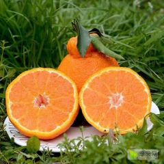 四川浦江不知火丑橘产地直发，一件包邮，欢迎代理