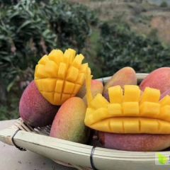 海南贵妃芒产地直发，一件代发，长期供应