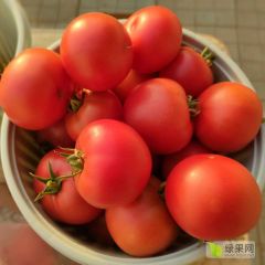 戴安娜口感西红柿种子