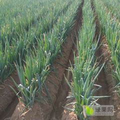 无公害铁杆大葱