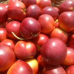 河北唐山大量桃子上市啦！18332783829