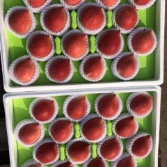 河北唐山乐亭大棚毛桃、油桃已上市，欢迎致电！