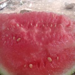 甜王西瓜 口感好 比老挝西瓜甜