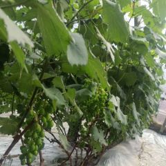 山东省青岛市莱西巨峰葡萄藤稔葡萄颗力神葡萄