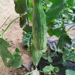 精品羊角蜜甜瓜