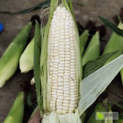 急售新鲜糯玉米，欢迎各位老板来订购