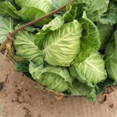 湖北嘉鱼超级争春：潘家湾熊海峰