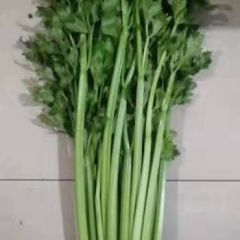 本地现以上市批量芹菜，颜色好质量上乘