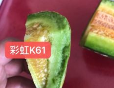 彩虹K61 甜瓜种子