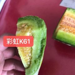 彩虹K61 甜瓜种子