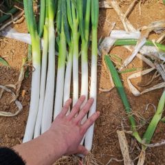 南阳大葱大量上市质量保证