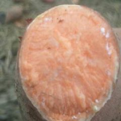 千万吨红心王红薯！！！