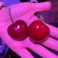 大樱桃 农户主 请联系我 长期合作