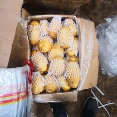 山东肥城荷兰土豆逐渐升温