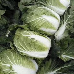 山东黄心大白菜大量供应