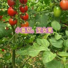 带收圣女果，小番茄，千禧，贝贝，圆粉，六号