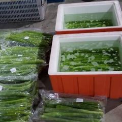 莴苣新鲜 农家种植带箱