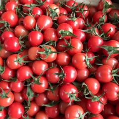 疫情之间圣女果严重滞销