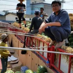 云南缅甸西瓜代发