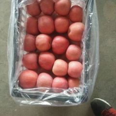 陕西红富士苹果冷库价格，红富士，苹果批发