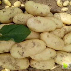 滕州新荷兰十五土豆上市中